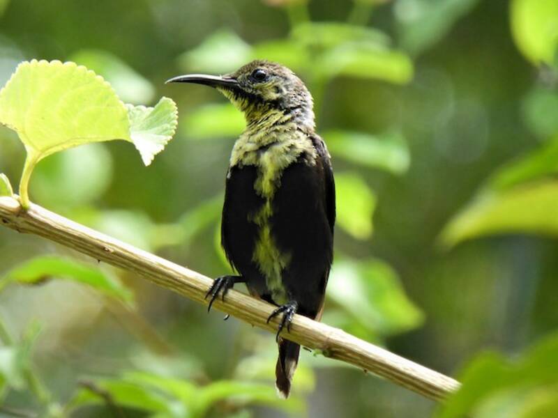 Black Sunbird