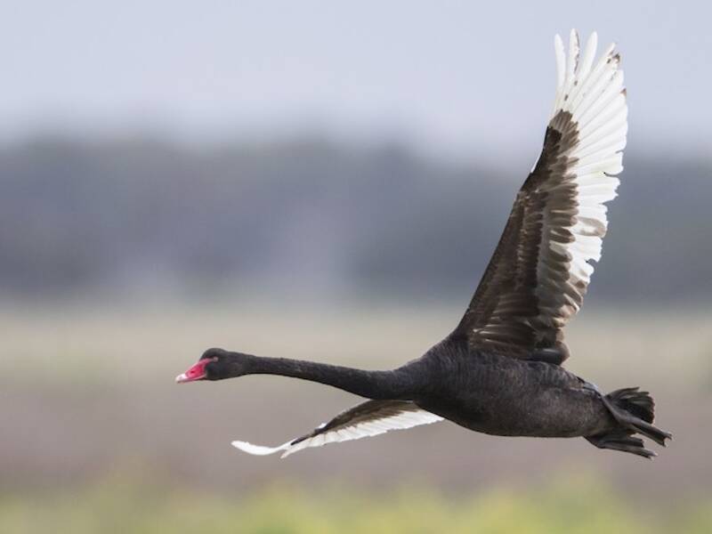 Cigno nero, Foto 3