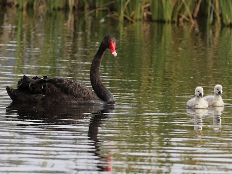 Cigno nero, Foto 2