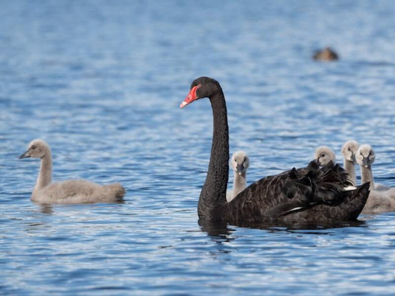 Black Swan