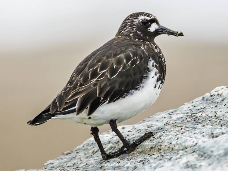 Black Turnstone