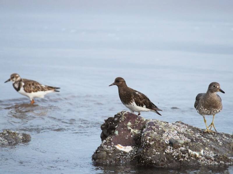 Vuelvepiedras Negro, Fotos 4