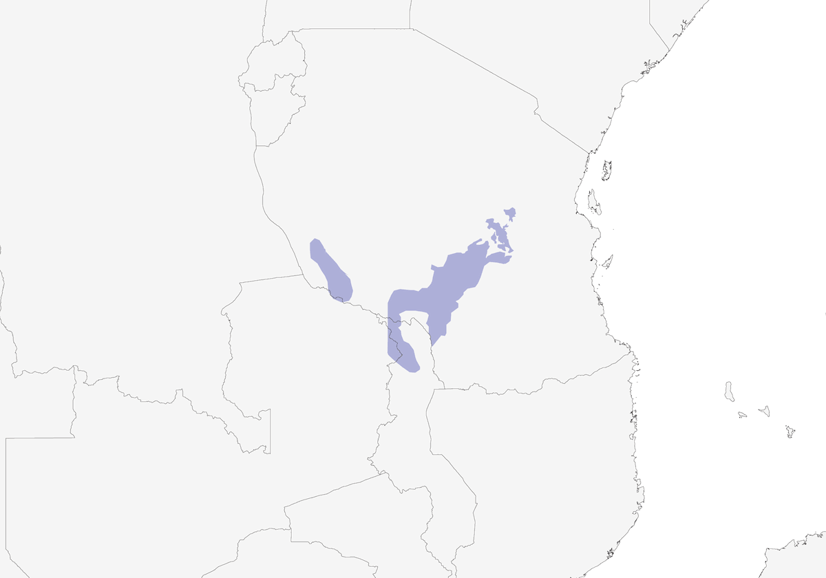 Cisticole à lores noirs, Distribution 1
