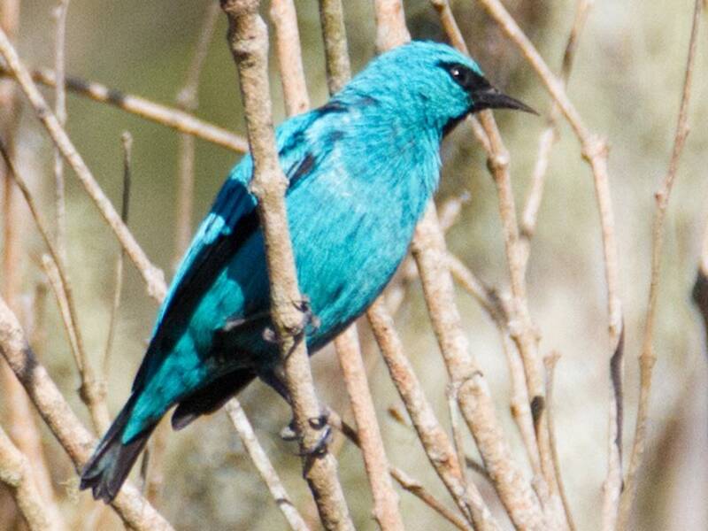 Dacnis à pattes noires, Photos 3