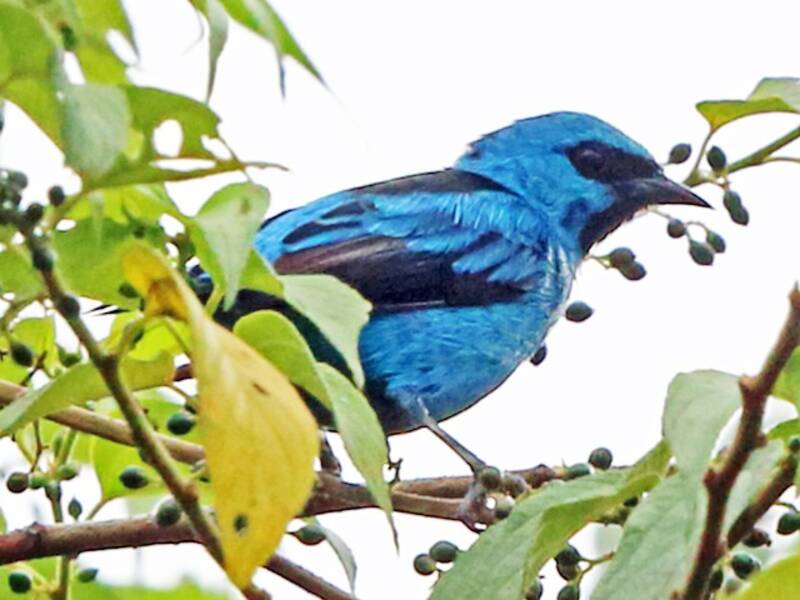Dacnis à pattes noires, Photos 4