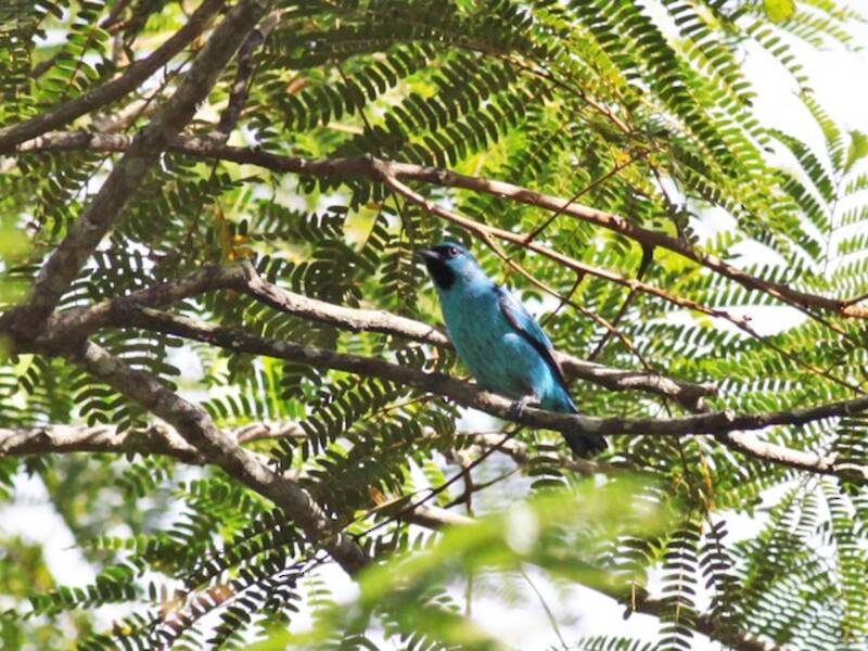 Dacnis à pattes noires