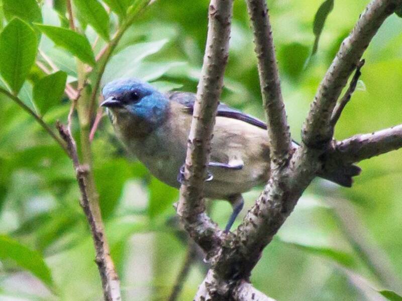 Dacnis à pattes noires, Photos 2