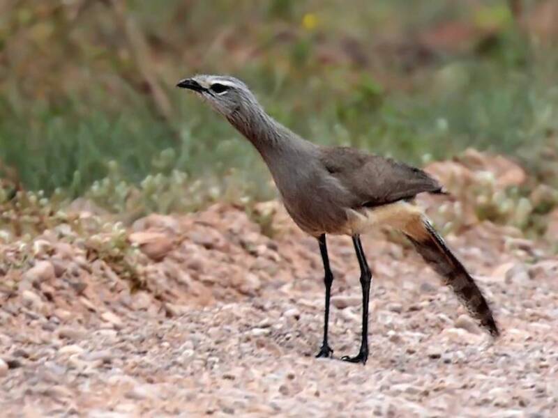 Black-legged Seriema (Chunga burmeisteri)