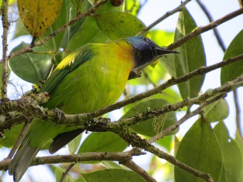 Blue-masked Leafbird, Photos 3