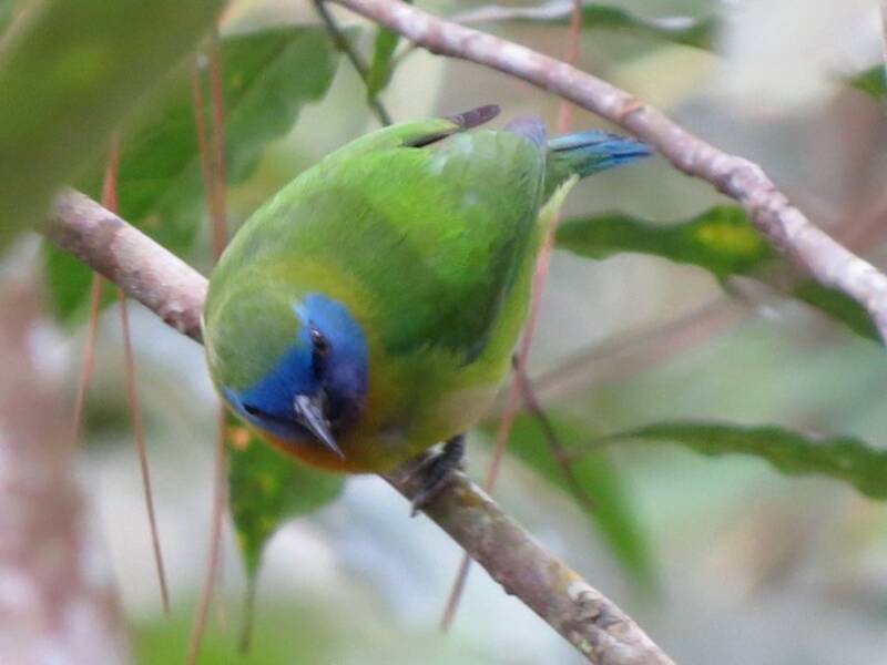 Blue-masked Leafbird, Photos 4