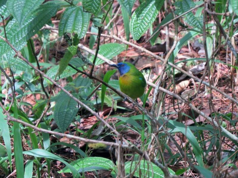 Blue-masked Leafbird, Photos 2
