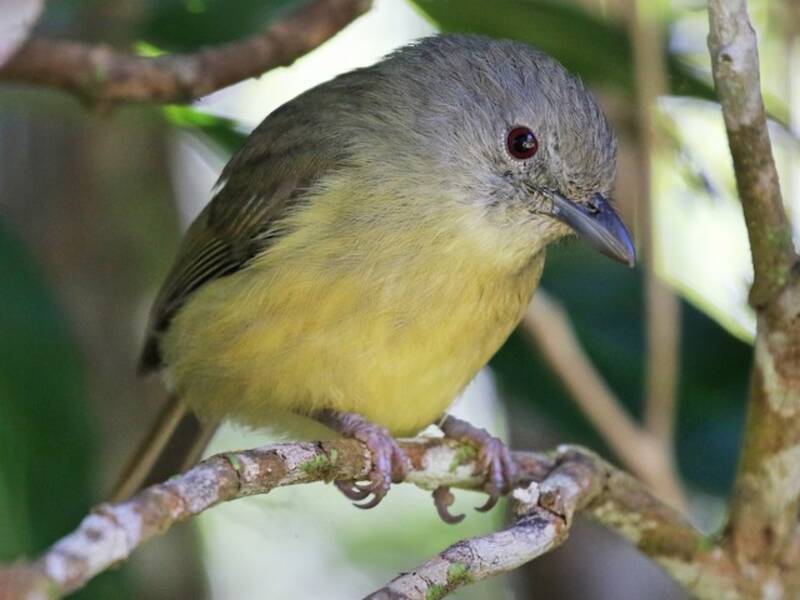 Vireo di montagna blu, Foto 3