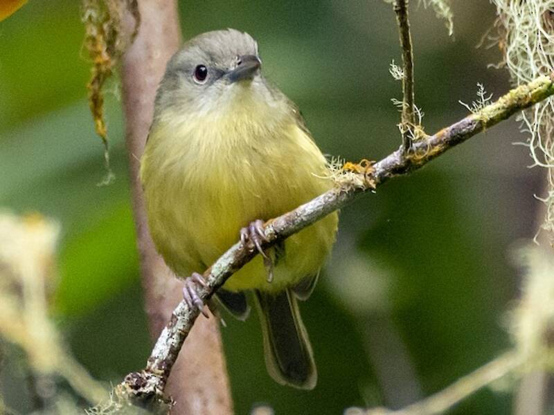 Vireo di montagna blu, Foto 4