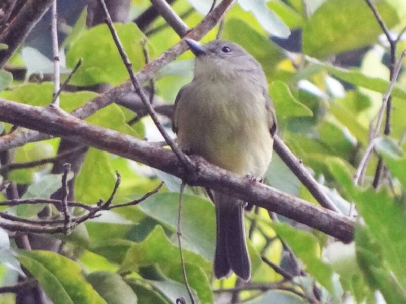 Vireo di montagna blu, Foto 2