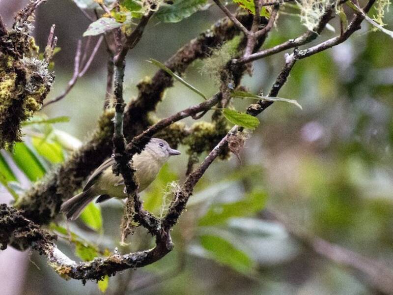 Blue Mountain Vireo