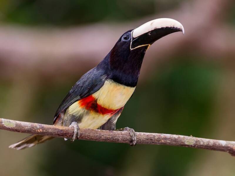 Aracari dal collo nero, Foto 3