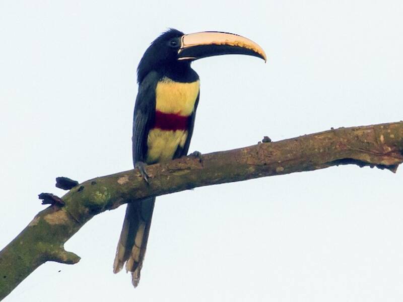 Aracari dal collo nero