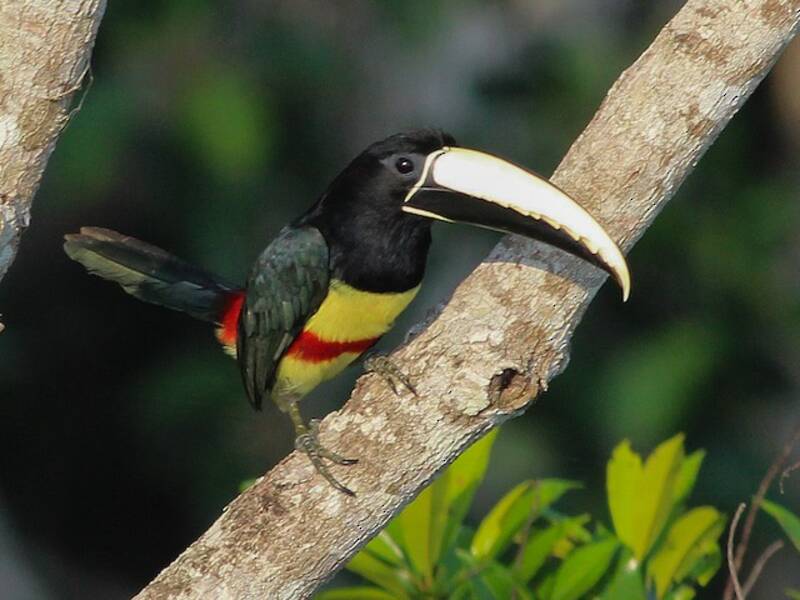 Aracari dal collo nero, Foto 2