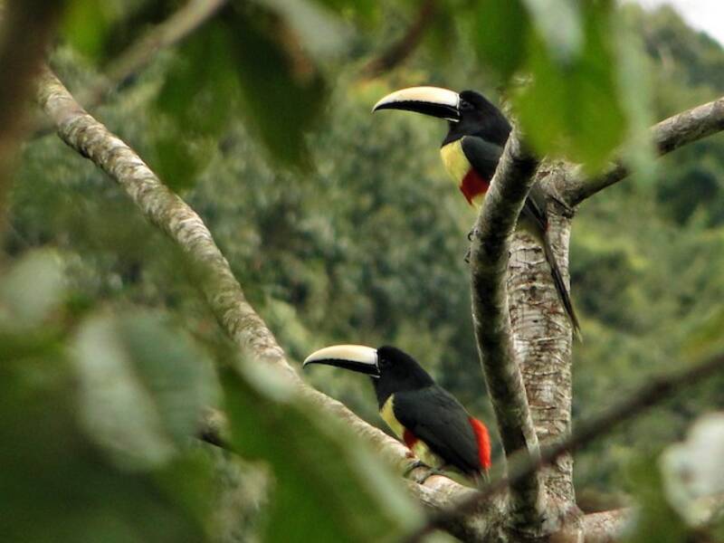 Aracari dal collo nero, Foto 4