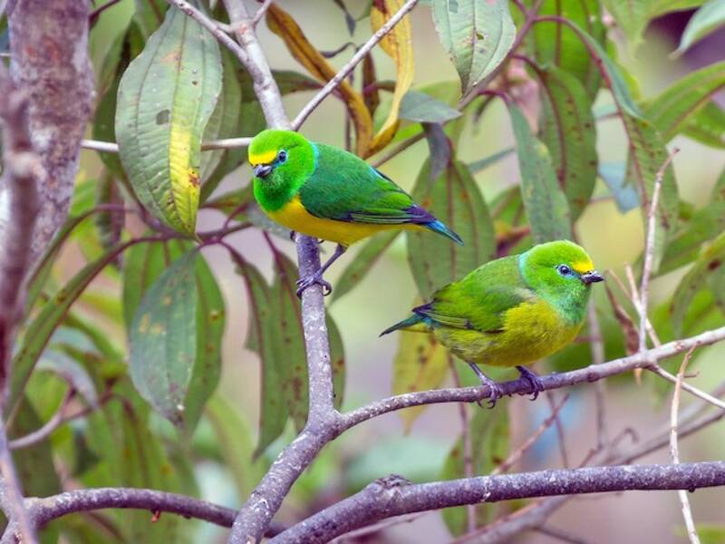 Chlorophonie à nuque bleue