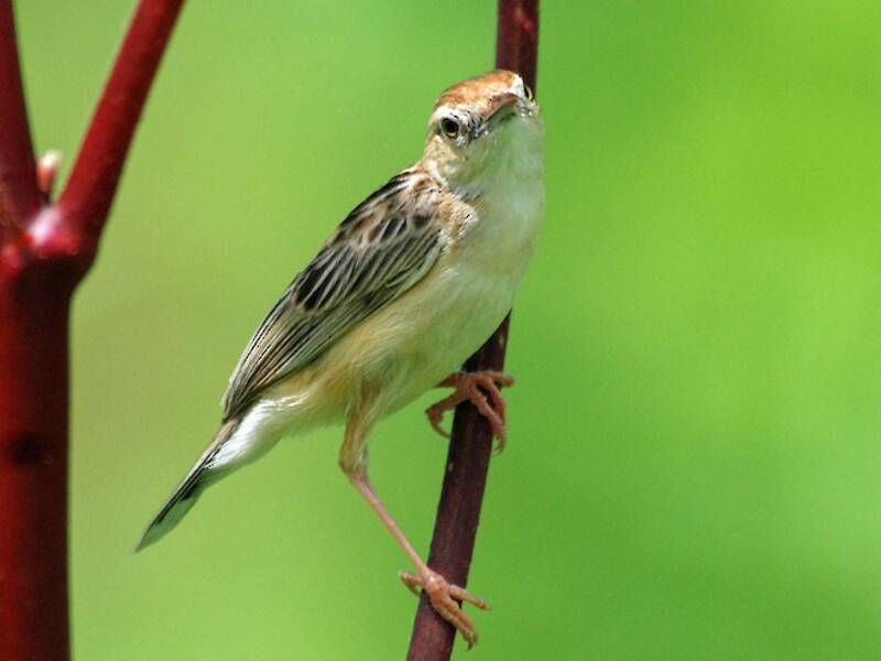 Black-backed Cisticola, 照片 4