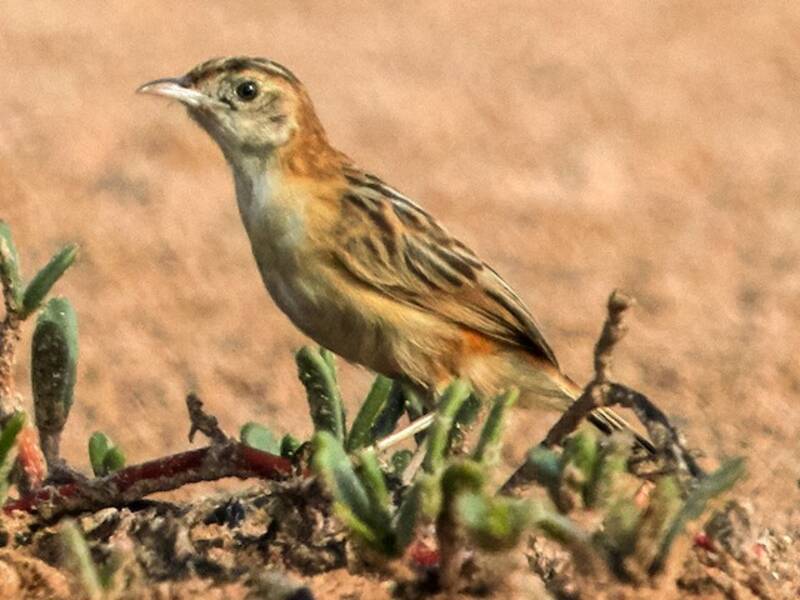 Black-backed Cisticola, 照片 2