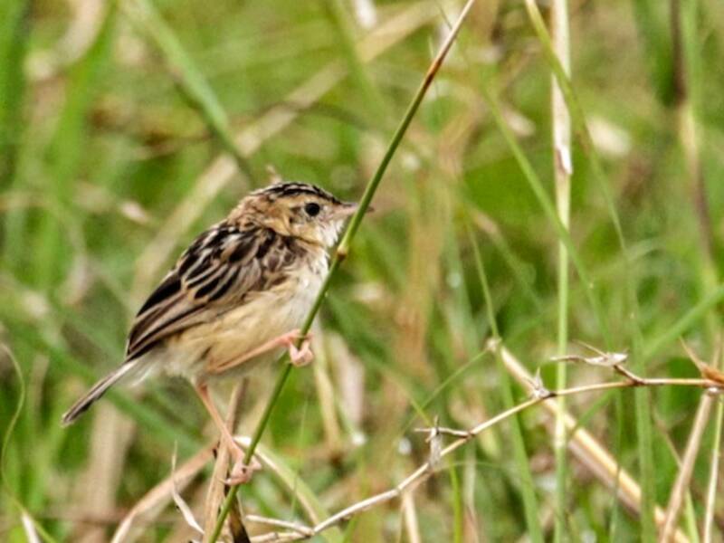 Black-backed Cisticola, 照片 3