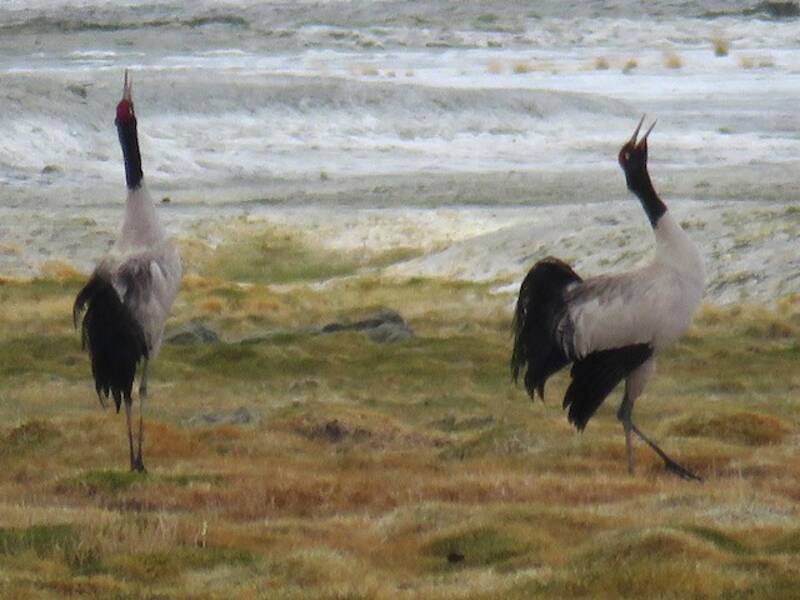 Black-necked Crane, Photos 3