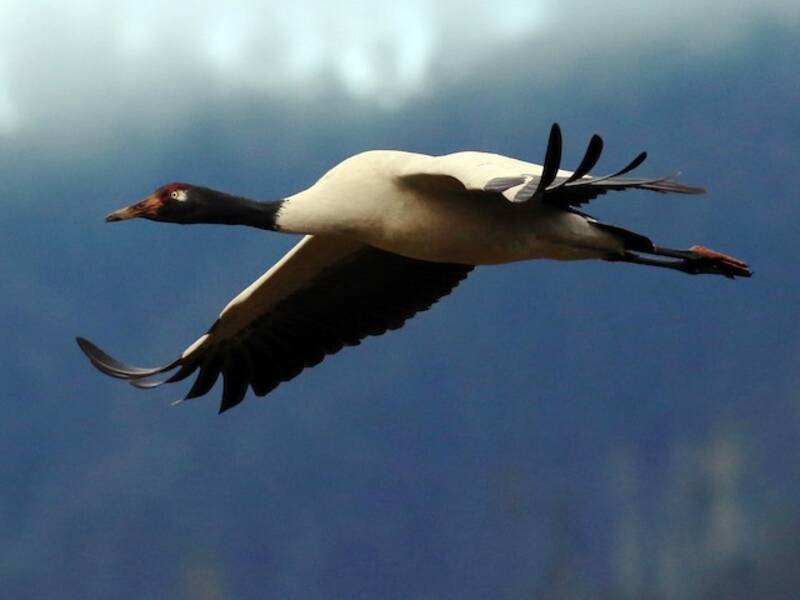 Black-necked Crane, Photos 2