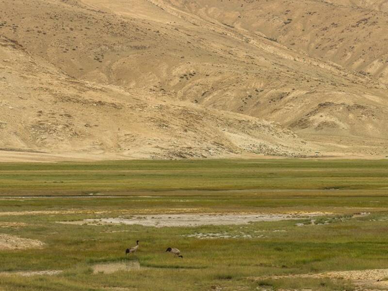 Black-necked Crane, Photos 4