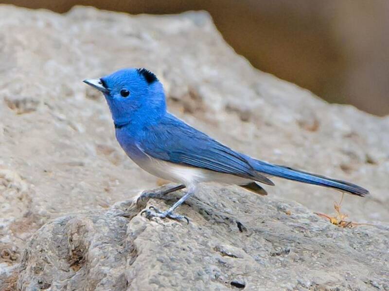 Monarca dal collare nero, Foto 4