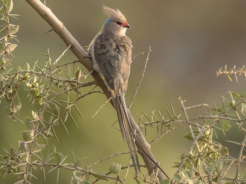 Blue-naped Mousebird, Photos 3