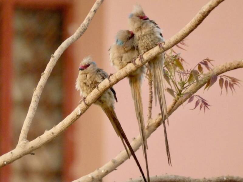 Blue-naped Mousebird