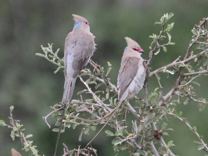 Blue-naped Mousebird, Photos 2