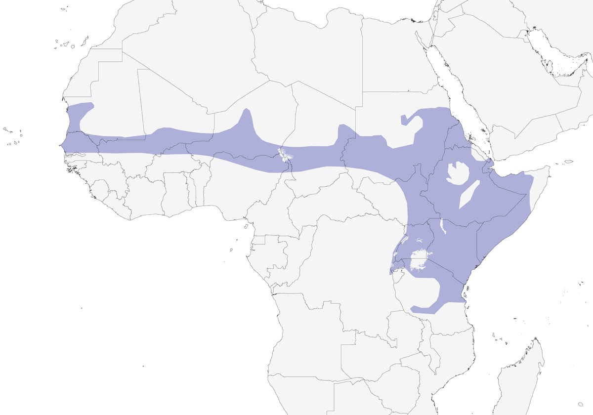 Blue-naped Mousebird, Distribution 1