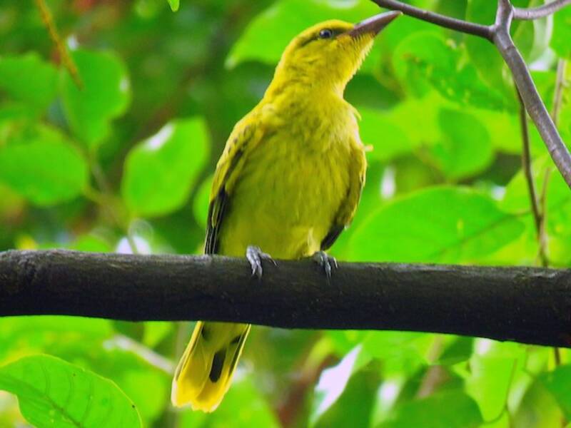 Black-naped Oriole, Photos 2
