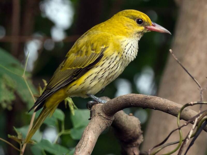 Black-naped Oriole, Photos 3