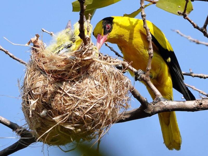 Black-naped Oriole