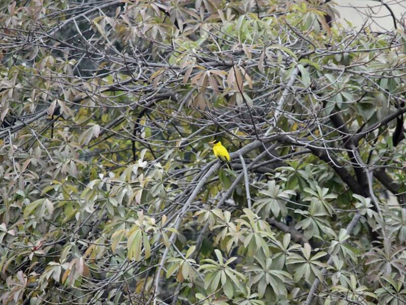 Black-naped Oriole, Photos 4