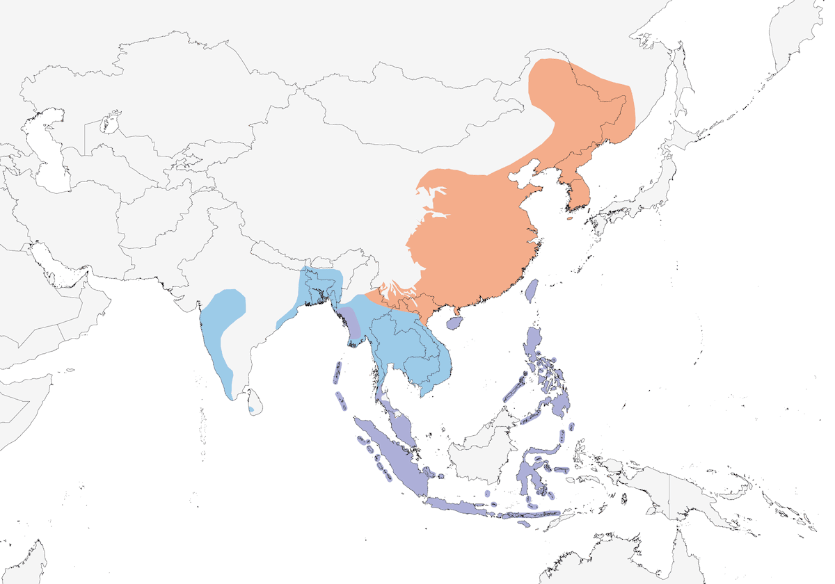 Black-naped Oriole, Distribution 1
