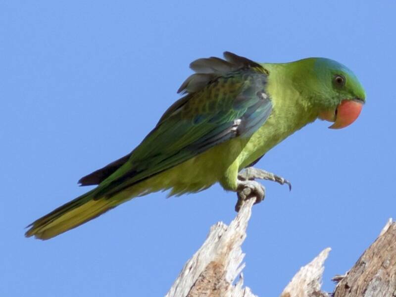 Blue-naped Parrot, Photos 3