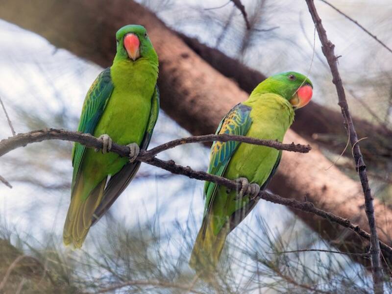 Blue-naped Parrot, Photos 4