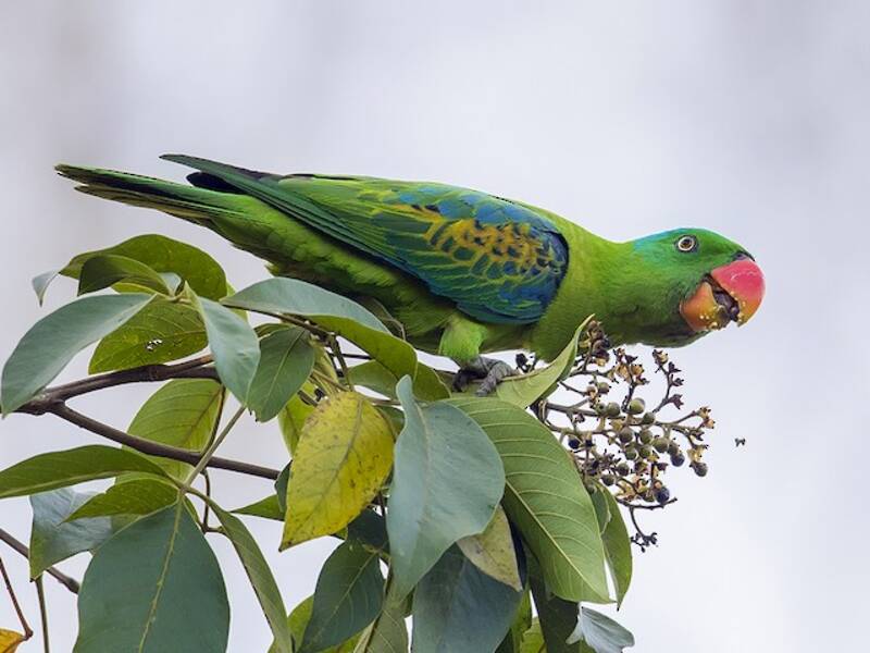Blue-naped Parrot, Photos 2