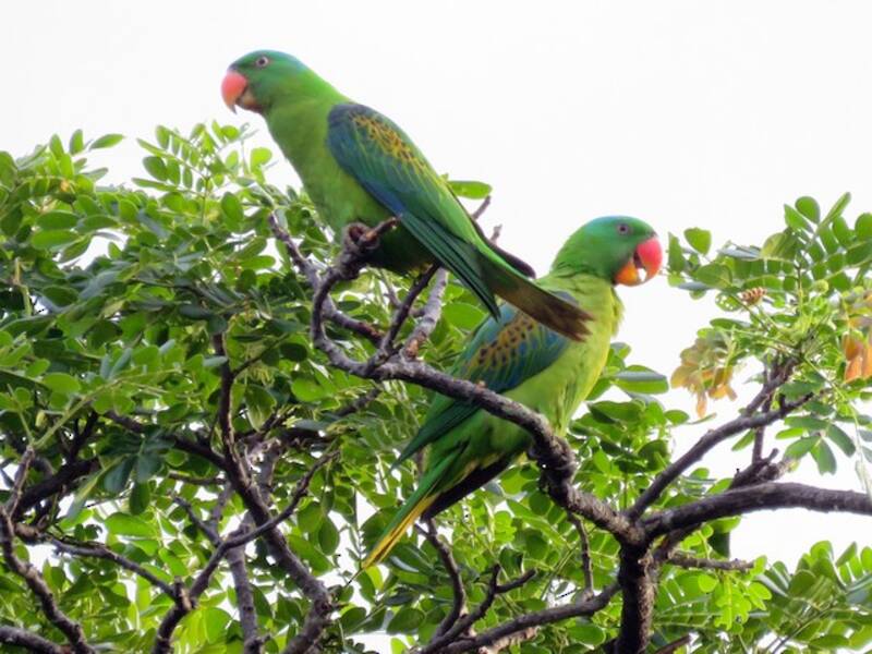 Blue-naped Parrot