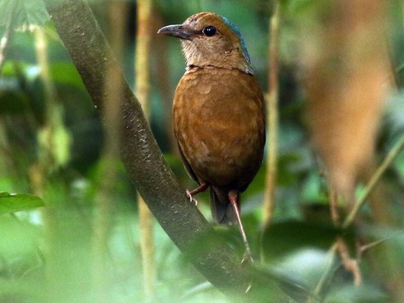 Pitta à nuque bleue, Photos 2