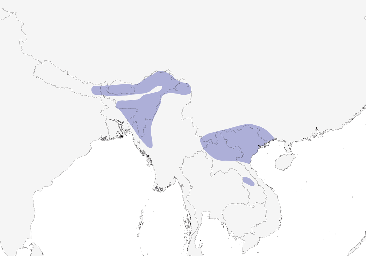 Pitta à nuque bleue, Distribution 1