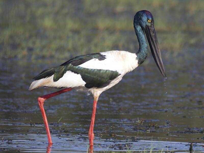 Black-necked Stork, 照片 2
