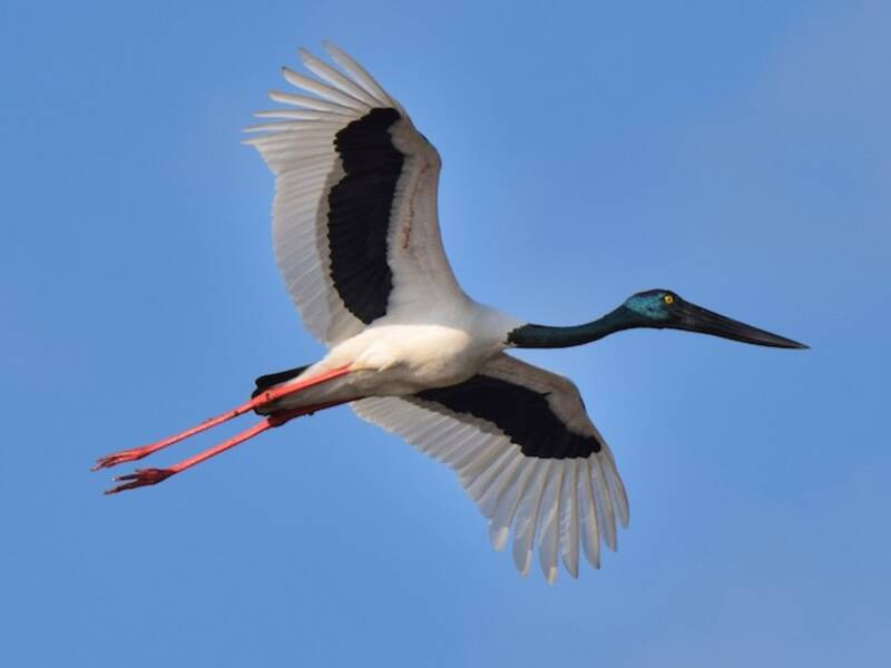 Black-necked Stork (Ephippiorhynchus asiaticus)