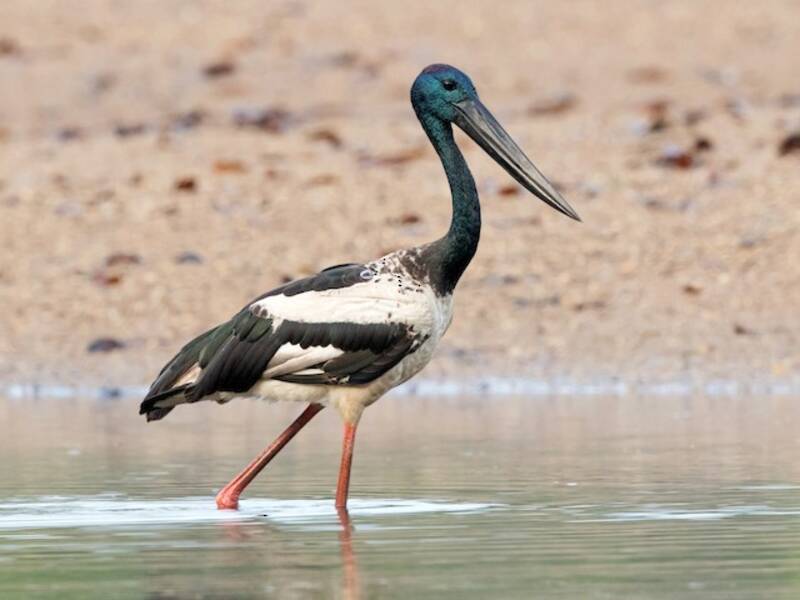Black-necked Stork, 照片 3