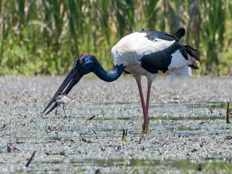 Black-necked Stork, 照片 4